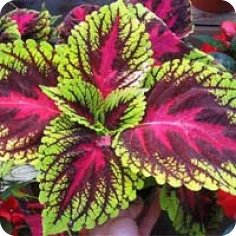 image Coleus